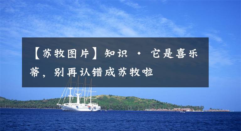 【苏牧图片】知识 · 它是喜乐蒂，别再认错成苏牧啦