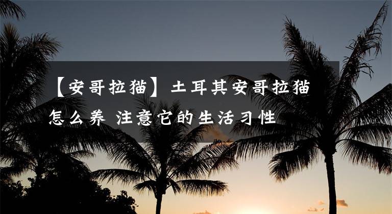【安哥拉猫】土耳其安哥拉猫怎么养 注意它的生活习性