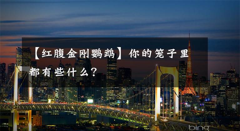 【红腹金刚鹦鹉】你的笼子里都有些什么？