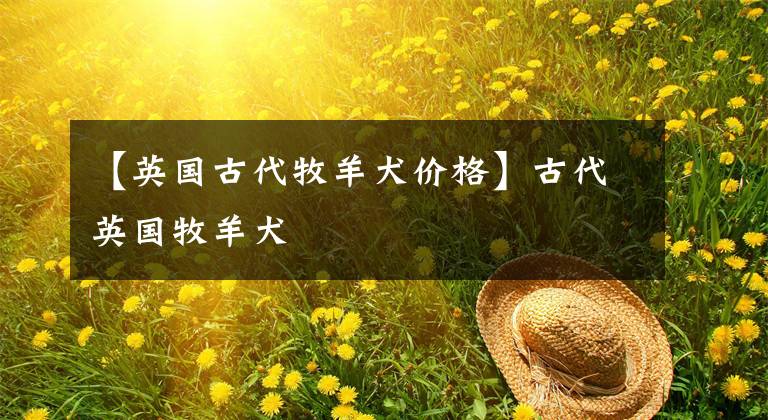 【英国古代牧羊犬价格】古代英国牧羊犬
