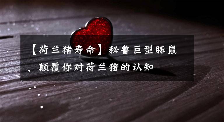 【荷兰猪寿命】秘鲁巨型豚鼠，颠覆你对荷兰猪的认知