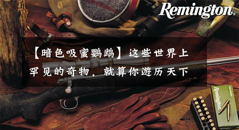 【暗色吸蜜鹦鹉】这些世界上罕见的奇物,就算你游历天下,也不一定见的到几种