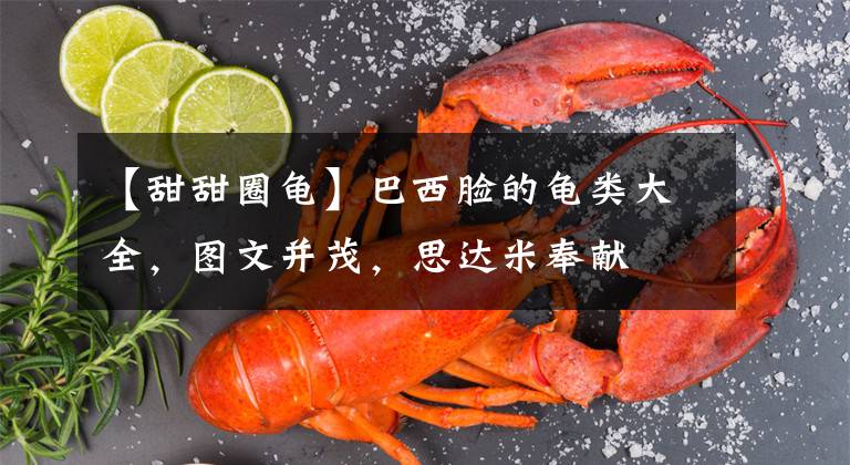 【甜甜圈龟】巴西脸的龟类大全，图文并茂，思达米奉献