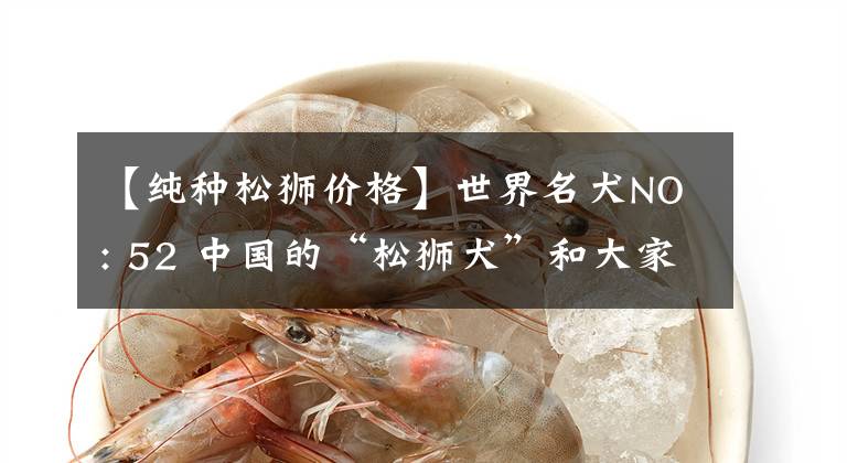 【纯种松狮价格】世界名犬NO: 52 中国的“松狮犬”和大家一起科普