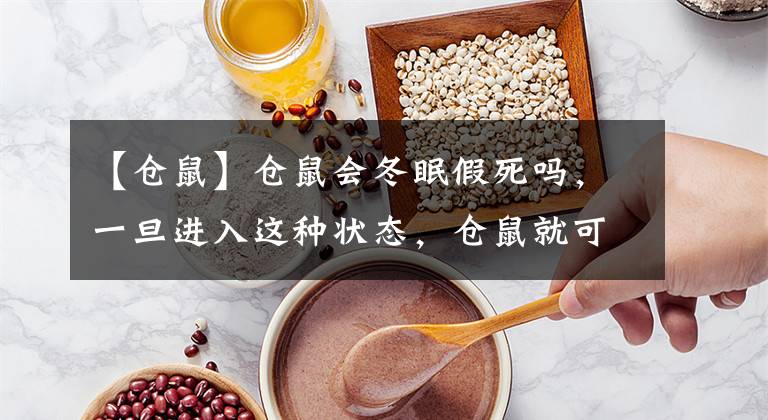 【仓鼠】仓鼠会冬眠假死吗,一旦进入这种状态,仓鼠就可能会一睡不起