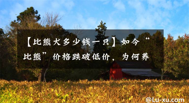 【比熊犬多少钱一只】如今“比熊”价格跌破低价,为何养的人却少了?