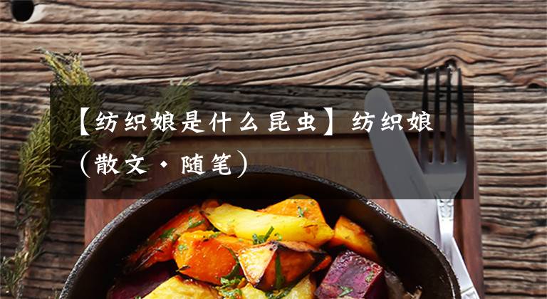 【纺织娘是什么昆虫】纺织娘（散文·随笔）