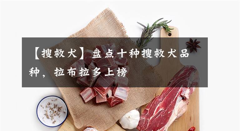 【搜救犬】盘点十种搜救犬品种,拉布拉多上榜