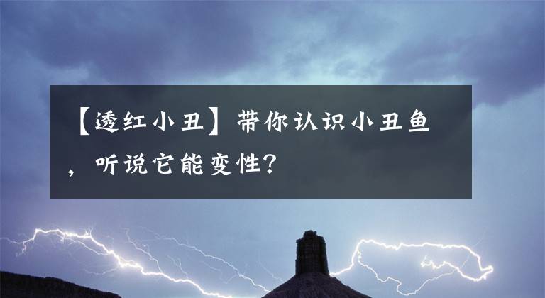 【透红小丑】带你认识小丑鱼，听说它能变性？