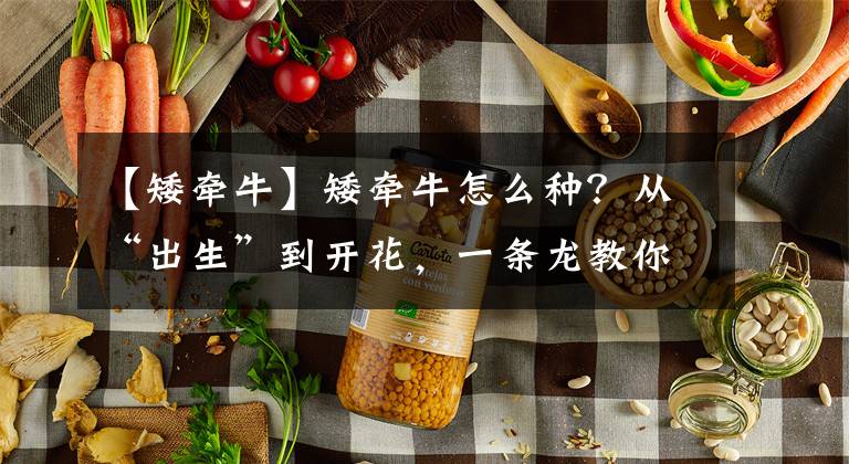 【矮牵牛】矮牵牛怎么种？从“出生”到开花，一条龙教你