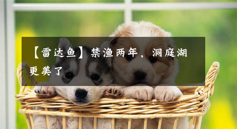 【雷达鱼】禁渔两年，洞庭湖更美了