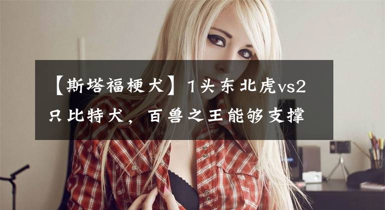 【斯塔福梗犬】1头东北虎vs2只比特犬，百兽之王能够支撑多久呢？