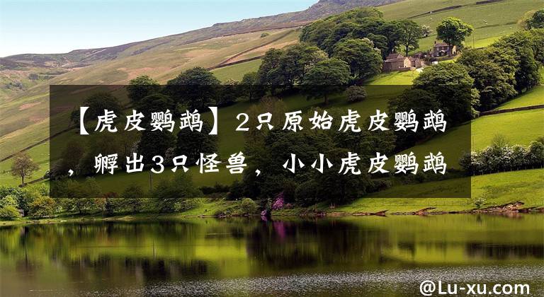 【虎皮鹦鹉】2只原始虎皮鹦鹉,孵出3只怪兽,小小虎皮鹦鹉价格竟高达3万元