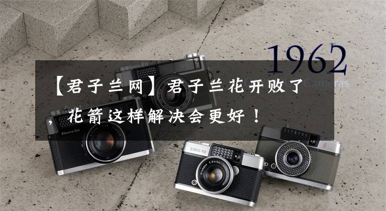 【君子兰网】君子兰花开败了，花箭这样解决会更好！