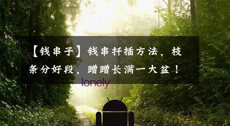 【钱串子】钱串扦插方法,枝条分好段,蹭蹭长满一大盆!