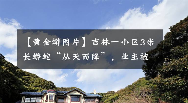 【黄金蟒图片】吉林一小区3米长蟒蛇“从天而降”，业主被吓坏，哪来的？