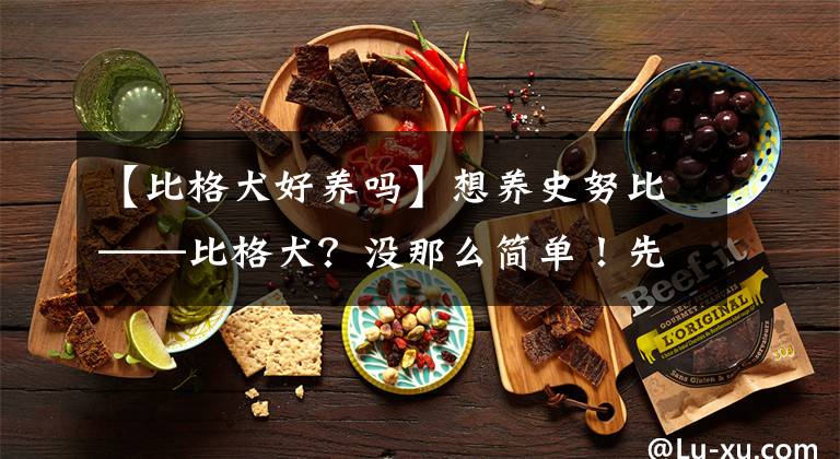 【比格犬好养吗】想养史努比——比格犬？没那么简单！先听养过的主人一句劝吧