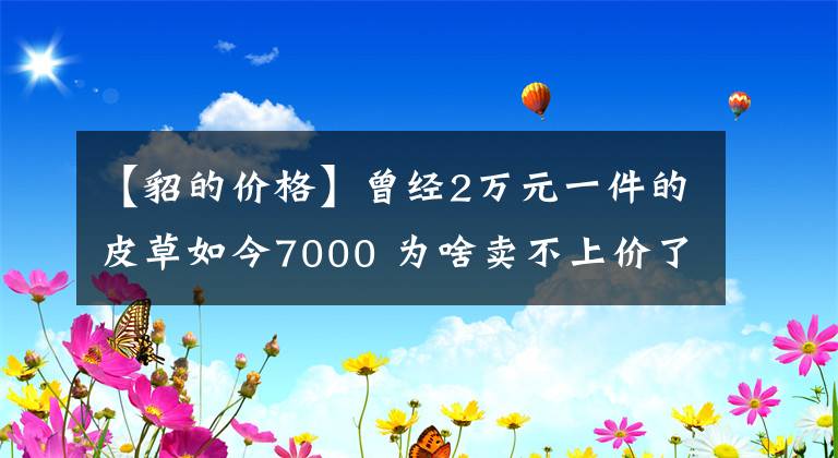 【貂的价格】曾经2万元一件的皮草如今7000 为啥卖不上价了？