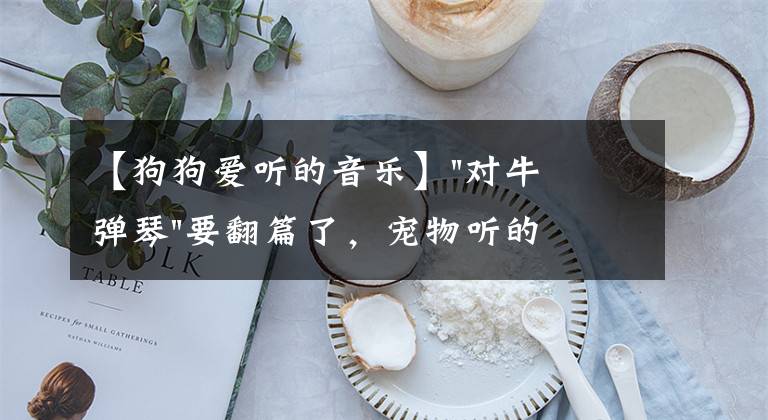 【狗狗爱听的音乐】"对牛弹琴"要翻篇了，宠物听的音乐悄然而至