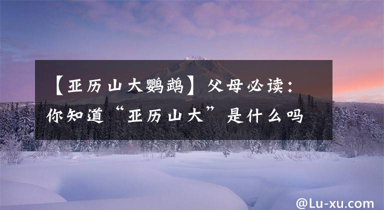 【亚历山大鹦鹉】父母必读:你知道“亚历山大”是什么吗?