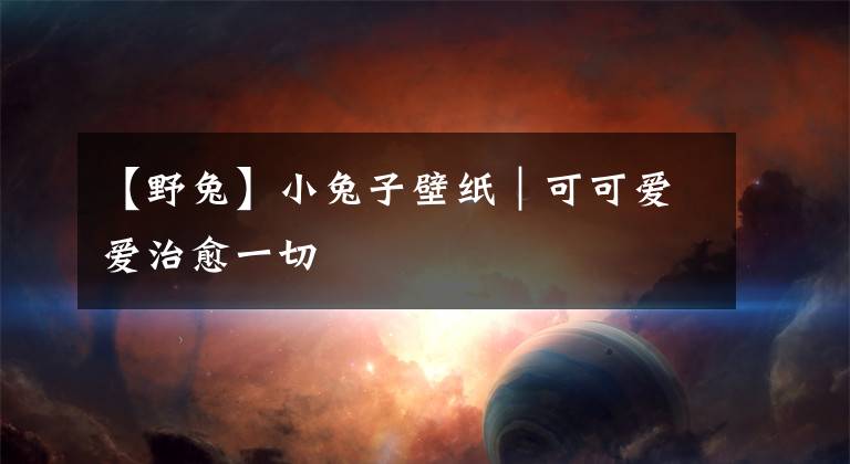 【野兔】小兔子壁纸|可可爱爱治愈一切