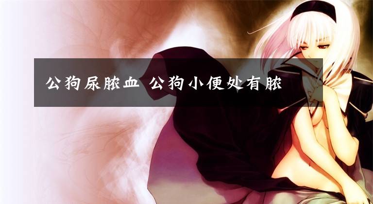 公狗尿脓血 公狗小便处有脓