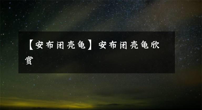 【安布闭壳龟】安布闭壳龟欣赏