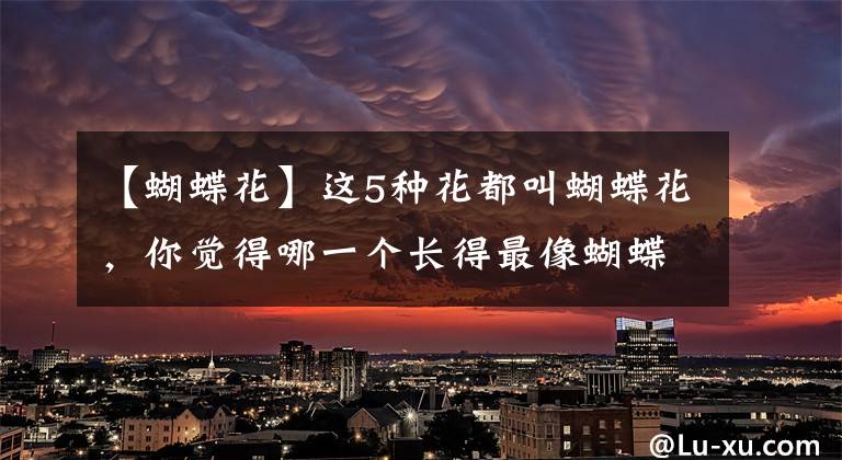 【蝴蝶花】这5种花都叫蝴蝶花,你觉得哪一个长得最像蝴蝶?
