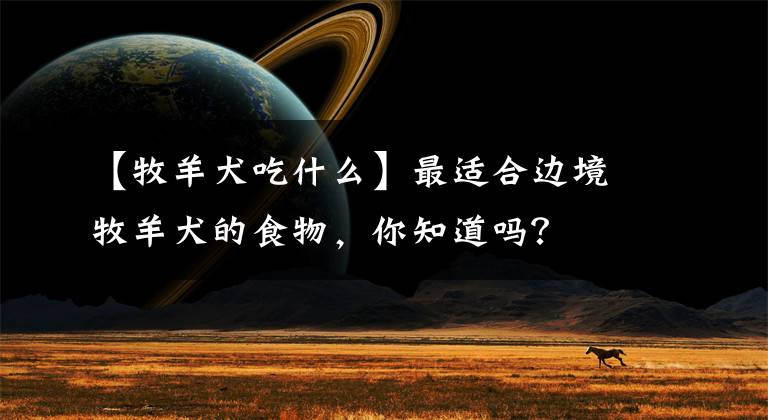 【牧羊犬吃什么】最适合边境牧羊犬的食物，你知道吗？