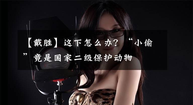 【戴胜】这下怎么办？“小偷”竟是国家二级保护动物