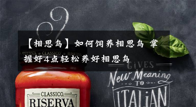 【相思鸟】如何饲养相思鸟 掌握好4点轻松养好相思鸟