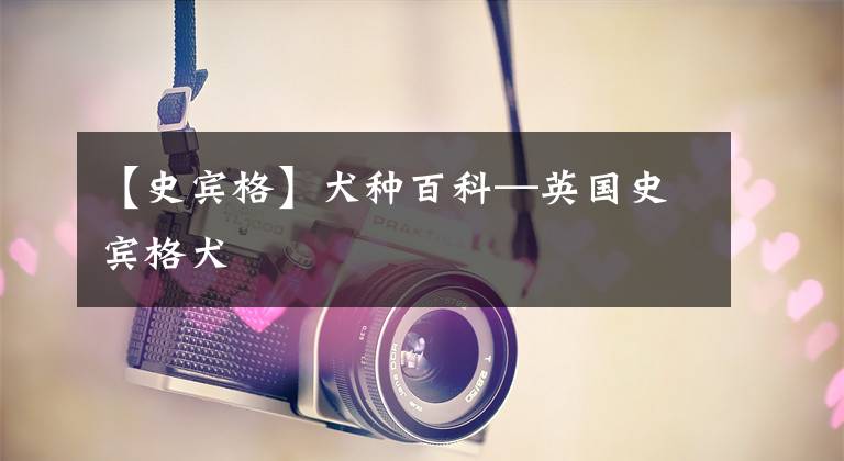 【史宾格】犬种百科—英国史宾格犬