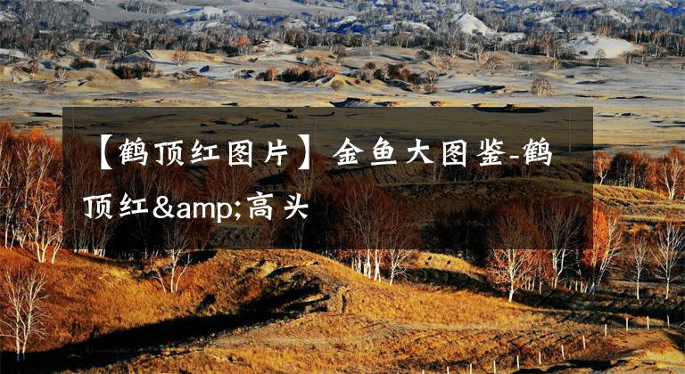 【鹤顶红图片】金鱼大图鉴-鹤顶红&高头