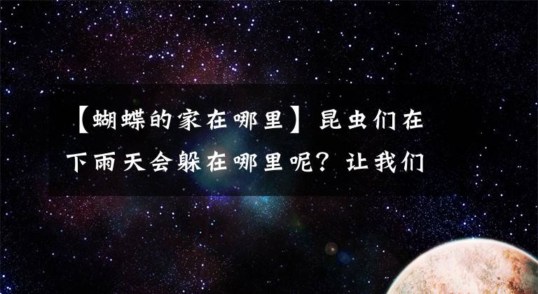【蝴蝶的家在哪里】昆虫们在下雨天会躲在哪里呢?让我们来仔细观察一下