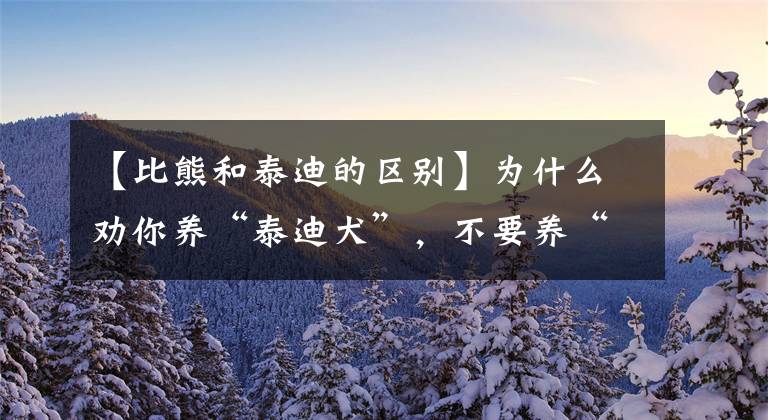 【比熊和泰迪的区别】为什么劝你养“泰迪犬”，不要养“比熊犬”？理由有5个