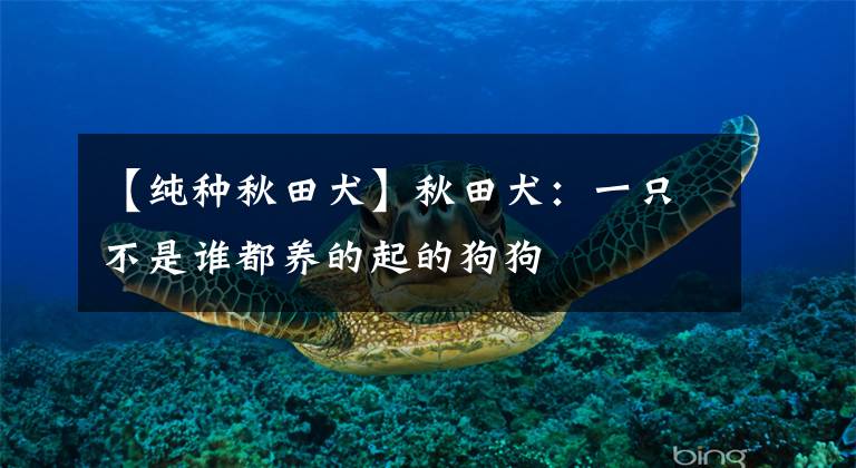 【纯种秋田犬】秋田犬：一只不是谁都养的起的狗狗