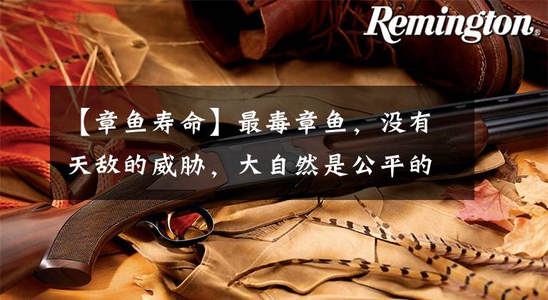 【章鱼寿命】最毒章鱼，没有天敌的威胁，大自然是公平的，它仅有一次繁殖机会