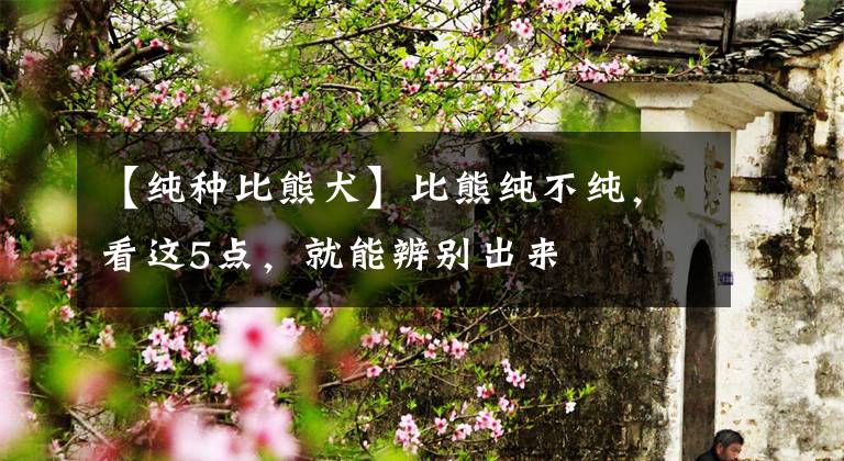 【纯种比熊犬】比熊纯不纯，看这5点，就能辨别出来