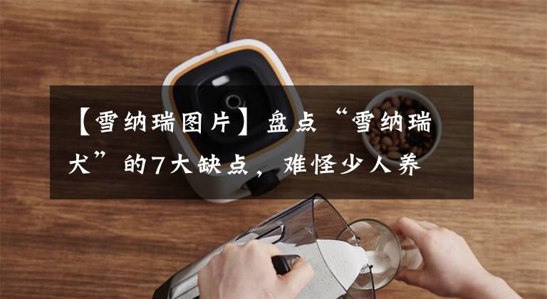 【雪纳瑞图片】盘点“雪纳瑞犬”的7大缺点，难怪少人养