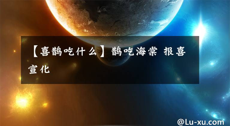 【喜鹊吃什么】鹊吃海棠 报喜宣化