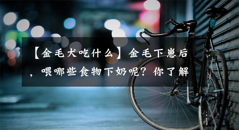 【金毛犬吃什么】金毛下崽后，喂哪些食物下奶呢？你了解吗？
