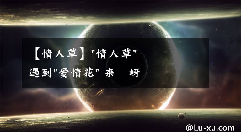 【情人草】"情人草"遇到"爱情花" 来嵖岈山千亩花海演绎“浪漫之旅”吧！