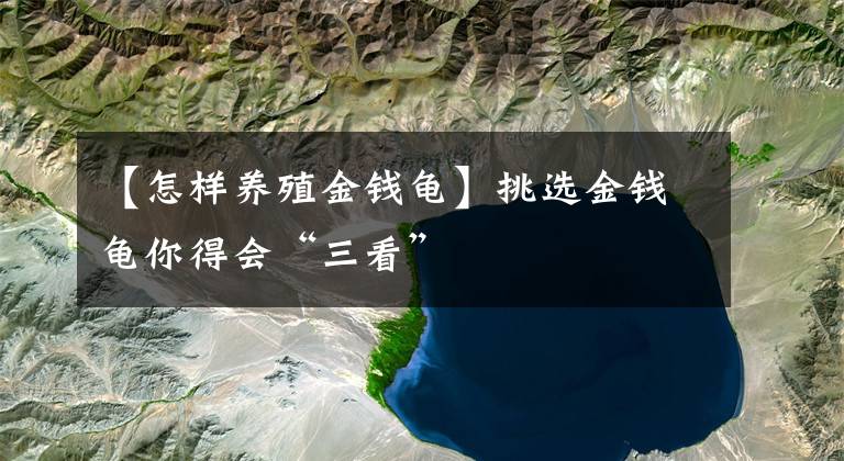 【怎样养殖金钱龟】挑选金钱龟你得会“三看”