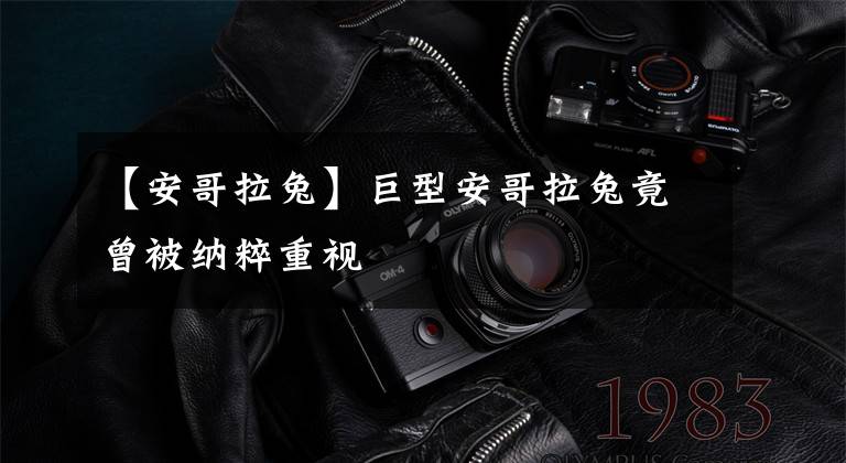 【安哥拉兔】巨型安哥拉兔竟曾被纳粹重视