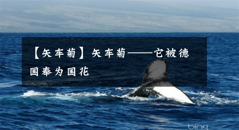 【矢车菊】矢车菊——它被德国奉为国花