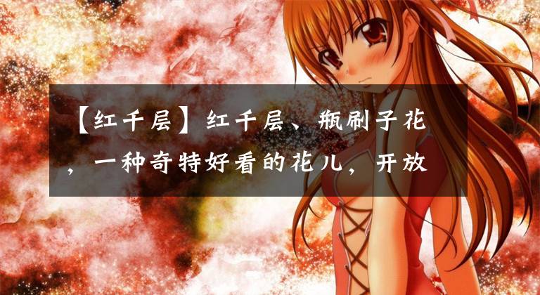 【红千层】红千层、瓶刷子花，一种奇特好看的花儿，开放在昆明的春天里