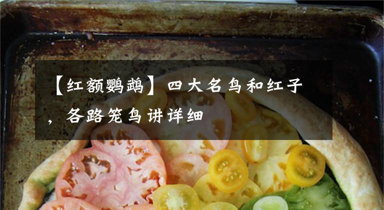 【红额鹦鹉】四大名鸟和红子，各路笼鸟讲详细