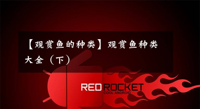 【观赏鱼的种类】观赏鱼种类大全（下）