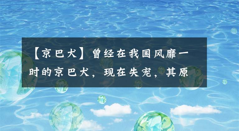 【京巴犬】曾经在我国风靡一时的京巴犬，现在失宠，其原因是多方面的