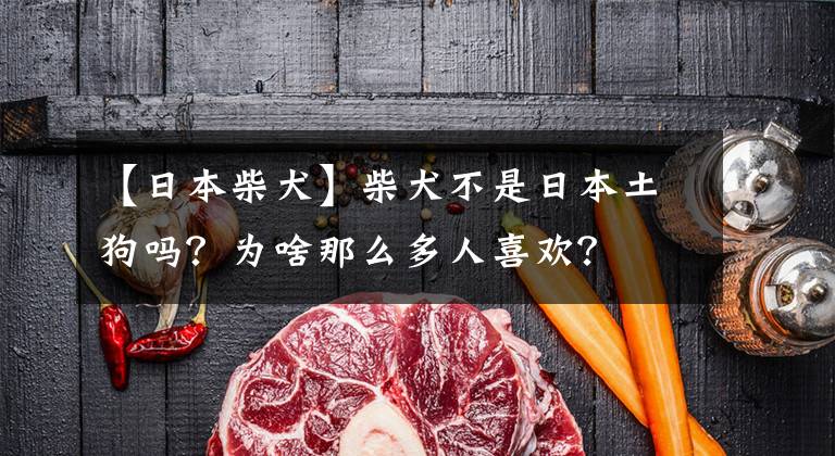 【日本柴犬】柴犬不是日本土狗吗?为啥那么多人喜欢?